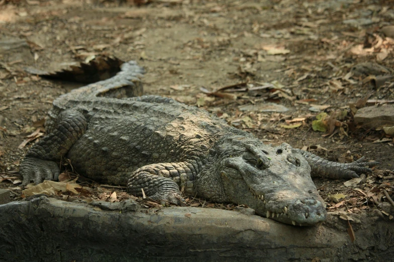 a large alligator laying on top of a rock, by Alice Mason, pexels contest winner, sumatraism, covered in mud, gray mottled skin, fan favorite, laos