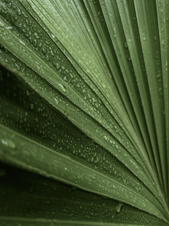 a close up of a plant with water droplets on it, unsplash, hurufiyya, palm skin, multiple stories, coated pleats, high quality product photo