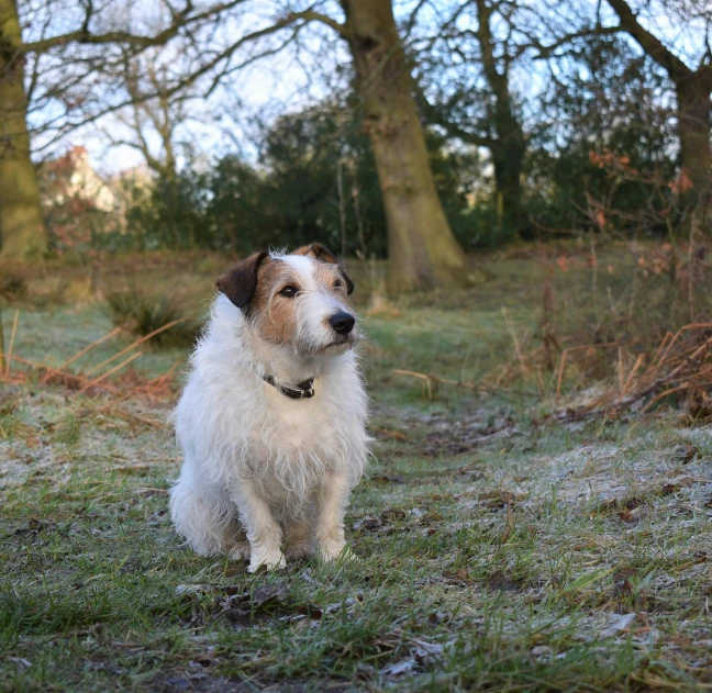 a dog that is standing in the grass, snowy woodland meadow, taken with sony alpha 9, jack russel dog, sitting