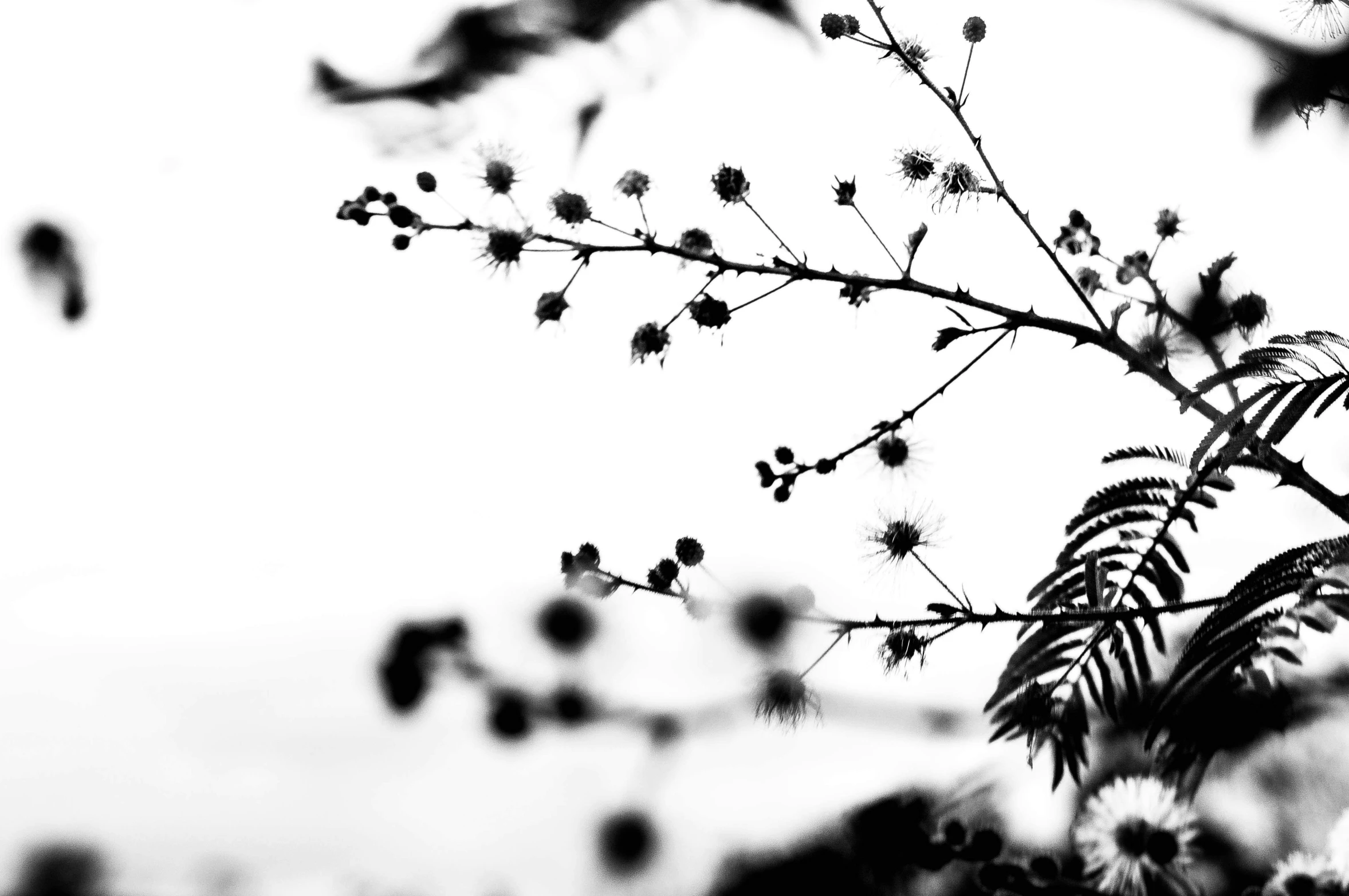 a black and white photo of a tree branch, by Sudip Roy, wild berries, tall flowers, fine art print, silhouette