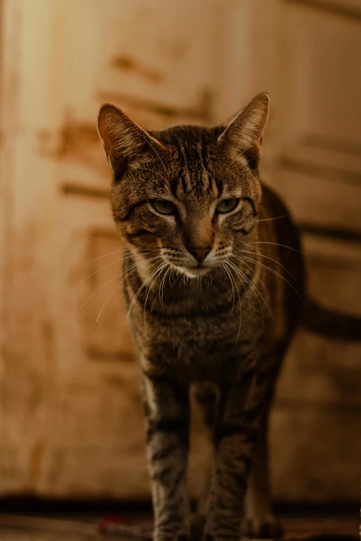 a cat standing in front of a door, a picture, pexels contest winner, dramatic lighting; 4k 8k, hunting, plain background, brown