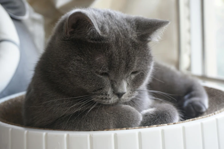 a gray cat laying in a white bowl, by Georgina Hunt, pexels contest winner, tired half closed, smooth chin, blue, piled around