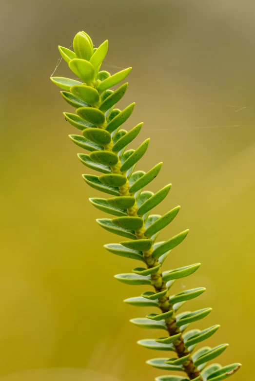 a close up of a plant with a blurry background, by Robert Brackman, hurufiyya, scorpion tail, manuka, high - resolution, ferns