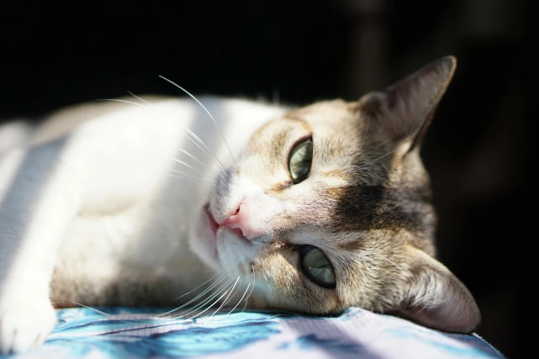 a close up of a cat laying on a bed, a portrait, by Julia Pishtar, unsplash, in the sun, beautiful picture of stray, taken in the late 2010s, instagram post