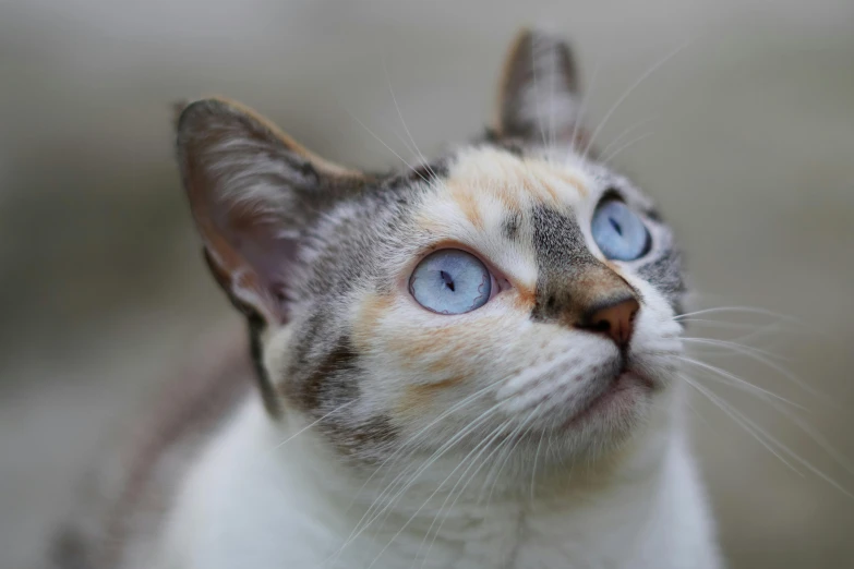 a close up of a cat with blue eyes, by Gwen Barnard, trending on unsplash, calico cat, looking upwards, high quality photo, young female