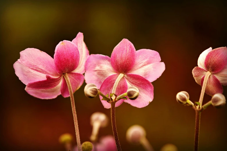 a group of pink flowers sitting on top of a table, inspired by Frederick Goodall, unsplash, paul barson, drosera capensis, moth orchids, autumn season