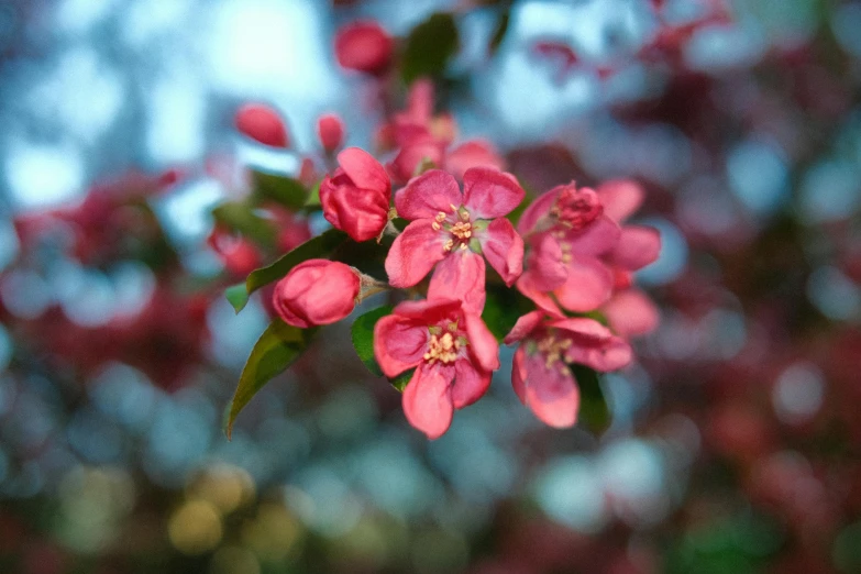 a close up of a flower on a tree, by Emma Andijewska, unsplash, pink and red colors, paul barson, apple blossoms, myrtle