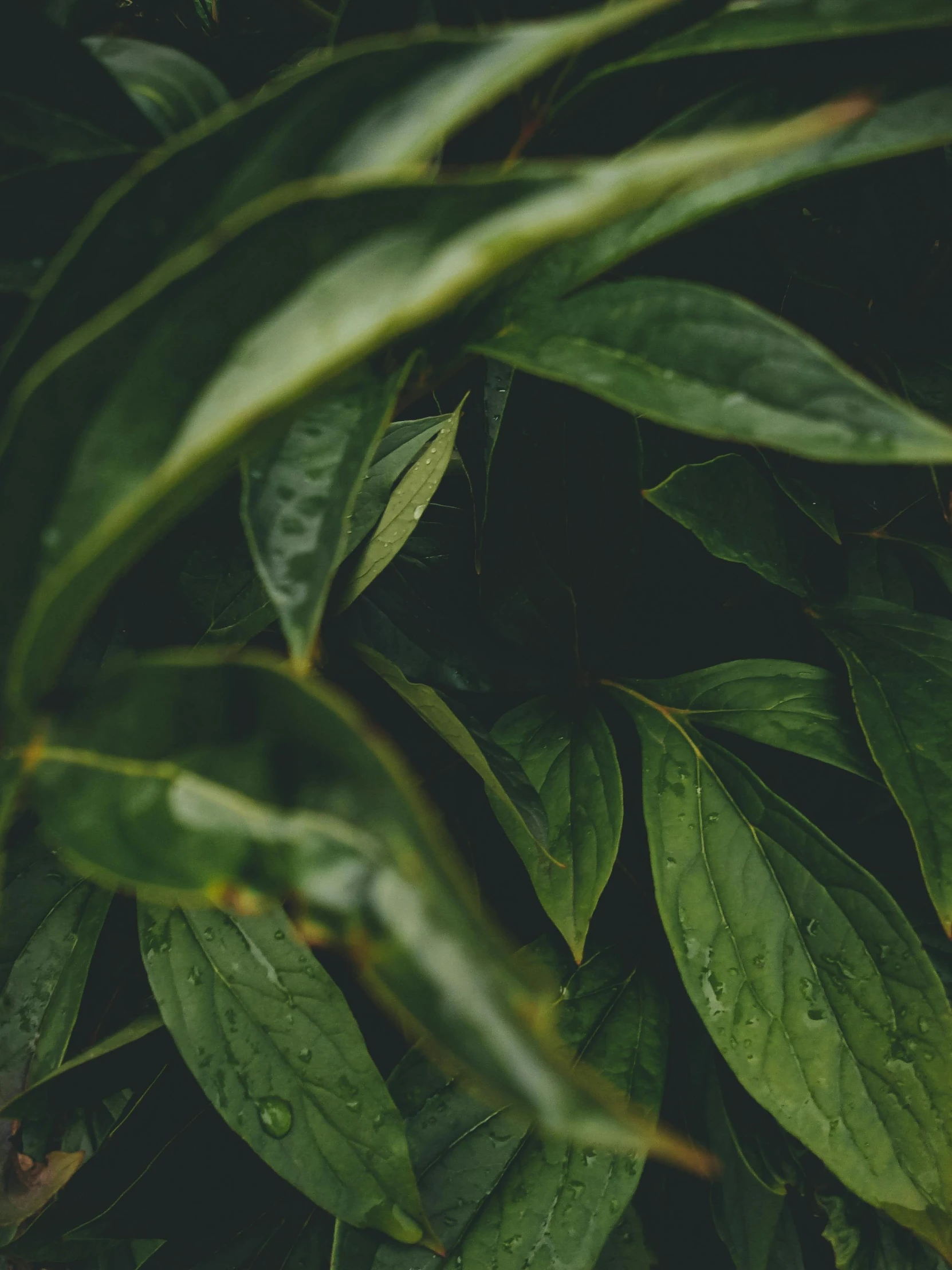a red fire hydrant sitting on top of a lush green plant, inspired by Elsa Bleda, trending on unsplash, knees tucked in | rain falls, trap made of leaves, background: assam tea garden, large leaves