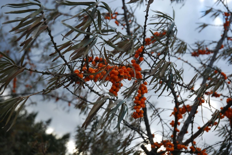 a bunch of orange berries hanging from a tree, by Steven Belledin, hurufiyya, dark grey and orange colours, against a stormy sky, olives, viewed from the ground