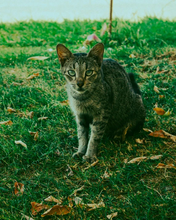 a cat that is sitting in the grass, an album cover, by Elsa Bleda, unsplash, it\'s name is greeny, sharp high quality photo, full body close-up shot, high angle shot