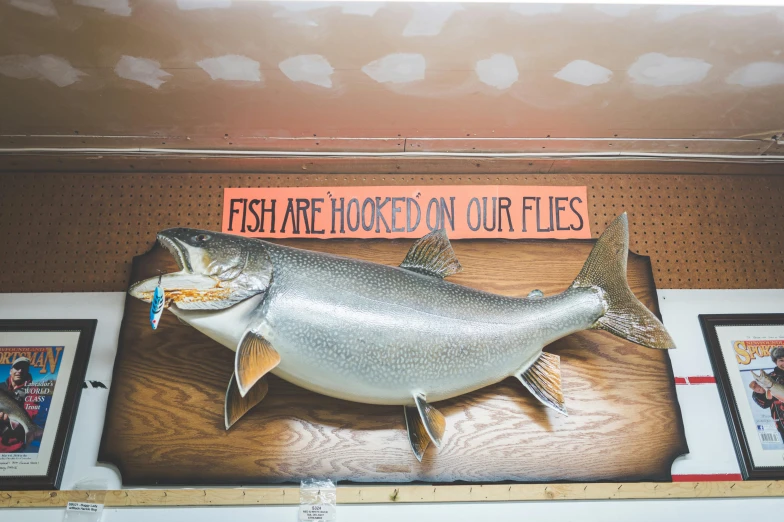 a fish mounted on a wall with a sign that says fish are hooked on our flies, an album cover, by Drew Tucker, unsplash, 🚿🗝📝