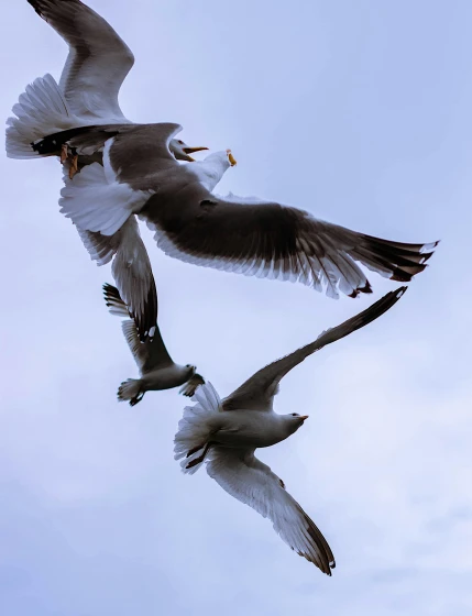 a couple of birds that are flying in the sky, a photo, pexels contest winner, close-up fight, 2 0 2 2 photo, iceland photography, snapchat photo