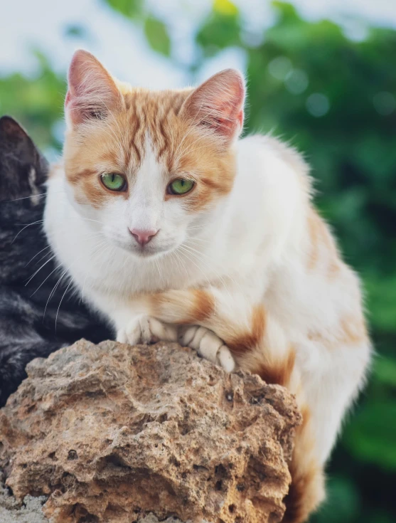 a couple of cats sitting on top of a rock, up close, facing the camera