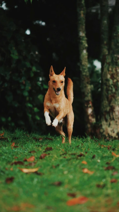 a dog runs towards the camera in a grassy area with trees