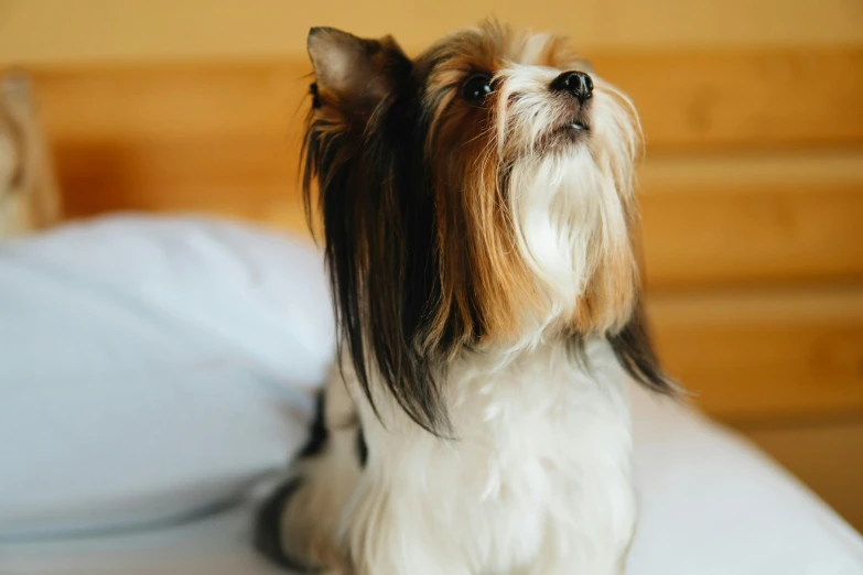 a small dog sitting on top of a bed, pexels contest winner, slightly - pointed ears, hair, highly polished, no cropping