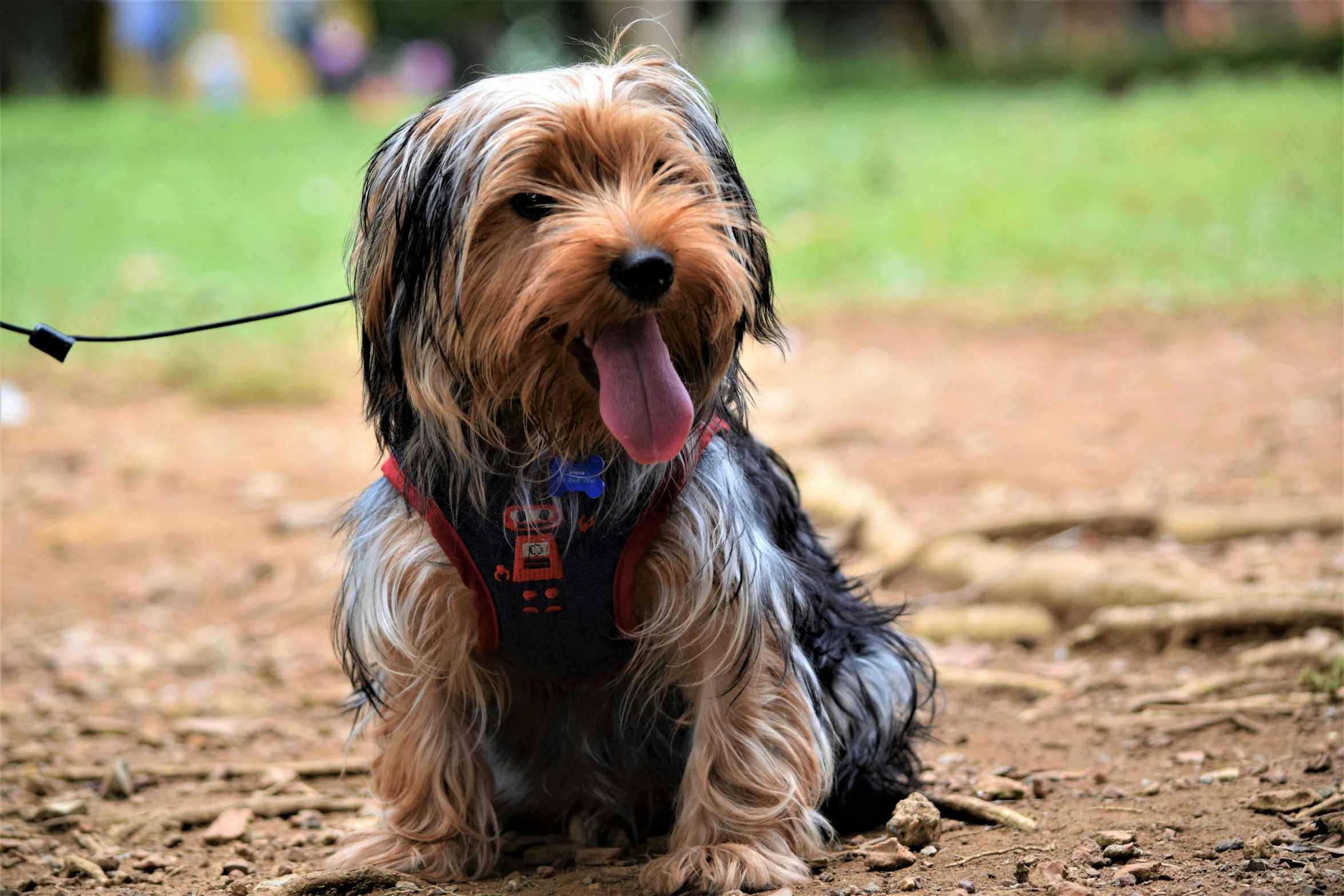 a small brown and black dog on a leash, pexels, hurufiyya, yorkshire terrier, tongue out, today\'s featured photograph 4k, paw pads