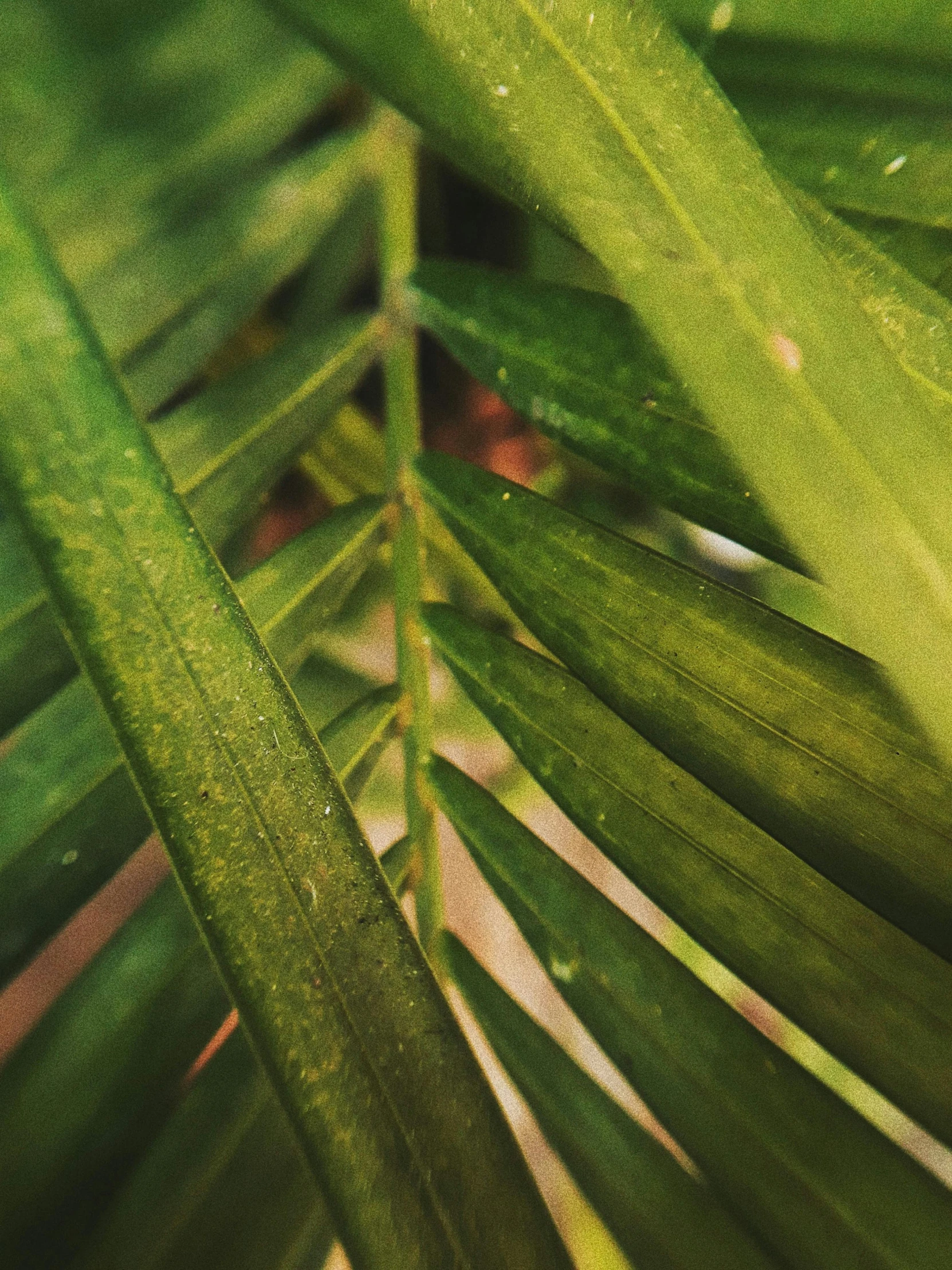 a close up of a leaf of a palm tree, trending on unsplash, renaissance, low quality photo, multiple stories, made of bamboo, lo-fi