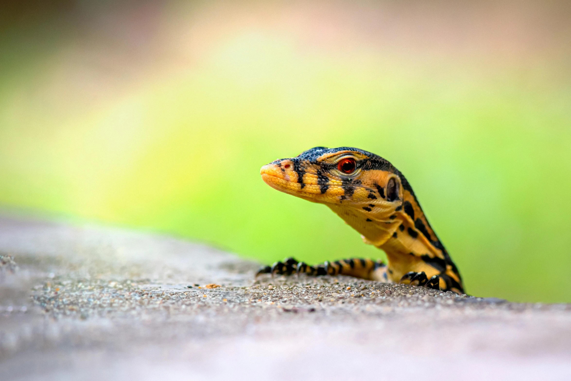 a close up of a small lizard on a rock, trending on pexels, sumatraism, avatar image, panels, scorpions, spotted ultra realistic