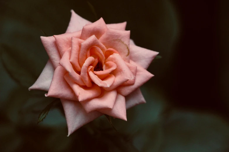 a pink flower is blooming on a plant