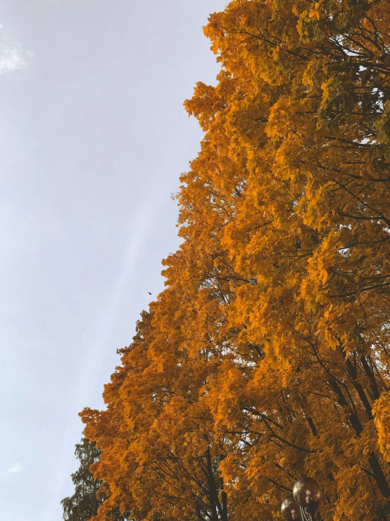 a group of trees that are next to each other, sky is orangish outside, over-shoulder shot, mid fall, today\'s featured photograph 4k