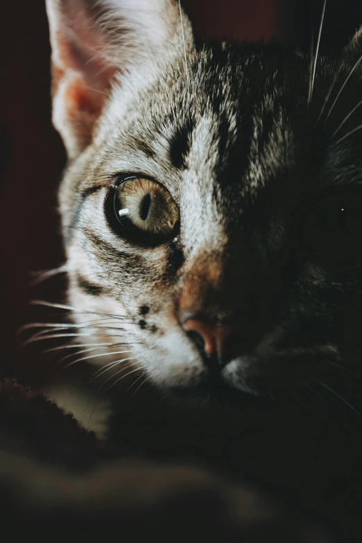 a close up of a cat laying on a bed, by Adam Marczyński, trending on unsplash, closeup shot of face, dimly lit, microscopic cat, high quality photo