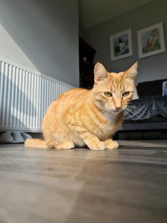 a cat sitting on the floor next to a radiator, by Matthew Smith, happening, an orange cat, taken on go pro hero8, in a sun lounger, front profile shot