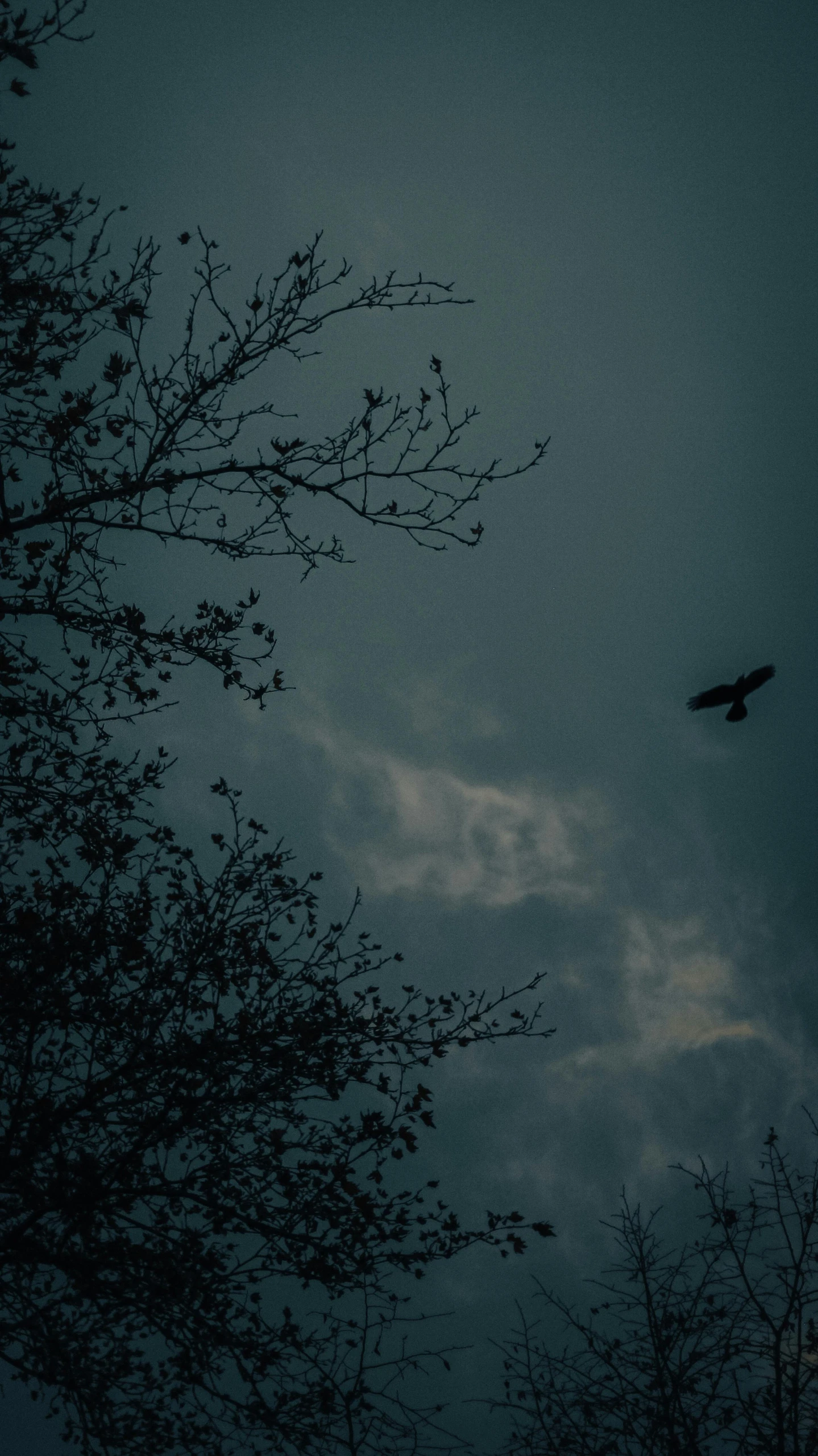 a bird flying on the cloudy sky through the trees