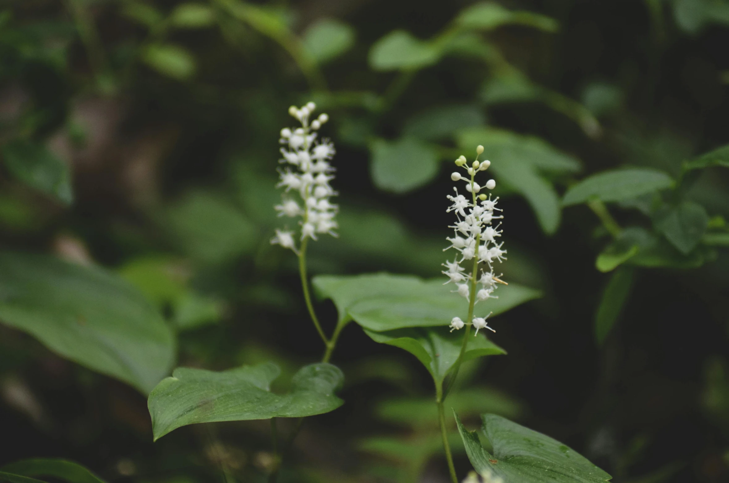 a close up of a plant with white flowers, unsplash, hurufiyya, overgrown in a thick forest, wild ginger hair, male and female, instagram photo