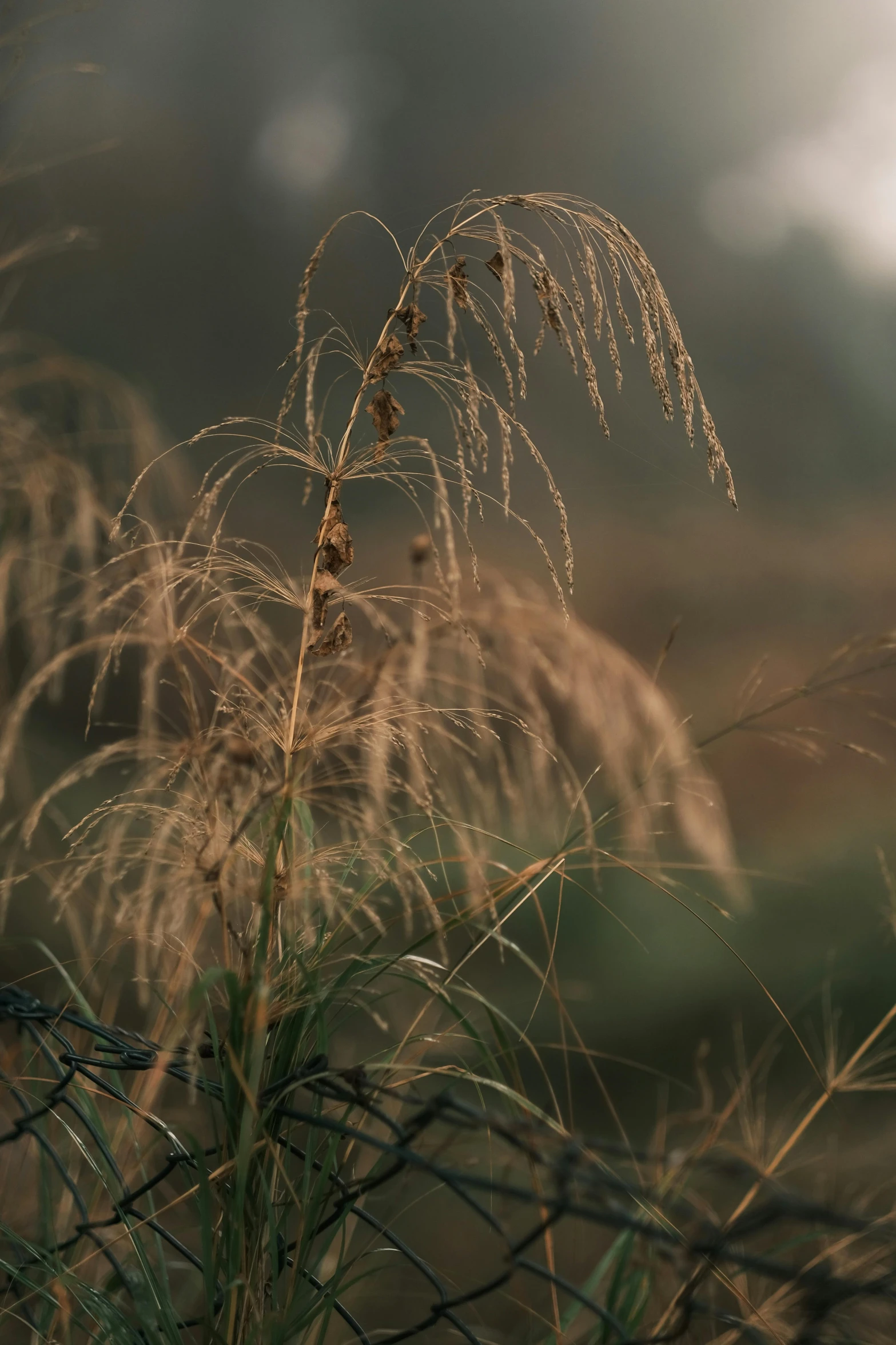 a close up of some grass near a fence, inspired by Elsa Bleda, unsplash contest winner, tonalism, autum, medium format. soft light, today\'s featured photograph 4k, portrait of tall