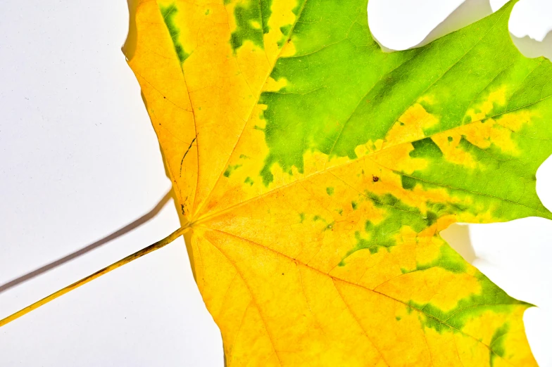 a close up of a leaf on a white surface, a picture, trending on pexels, yellow and green, 15081959 21121991 01012000 4k, multi colour, maple syrup highlights