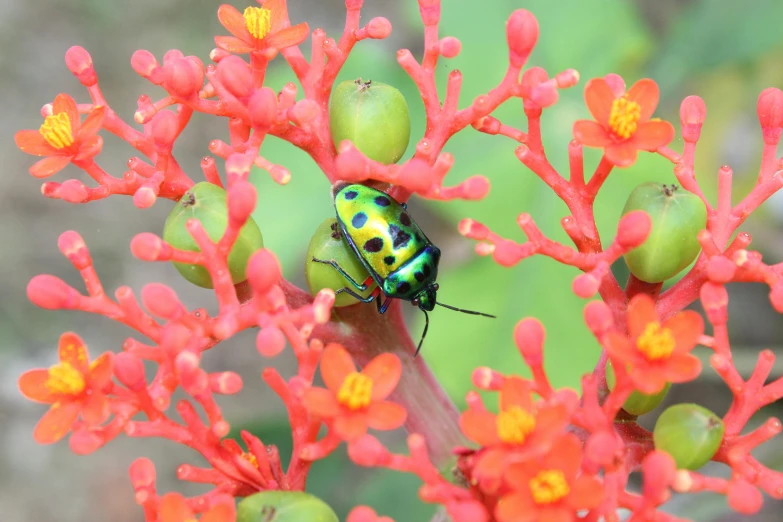 a close up of a flower with a beetle on it, by Gwen Barnard, pexels contest winner, hurufiyya, exotic trees, colorful coral, avatar image, vibrant color with gold speckles