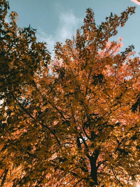 a frisbee flying through the air next to a tree, unsplash contest winner, orange and brown leaves for hair, looking up to the sky, shades of aerochrome gold, seasons!! : 🌸 ☀ 🍂 ❄