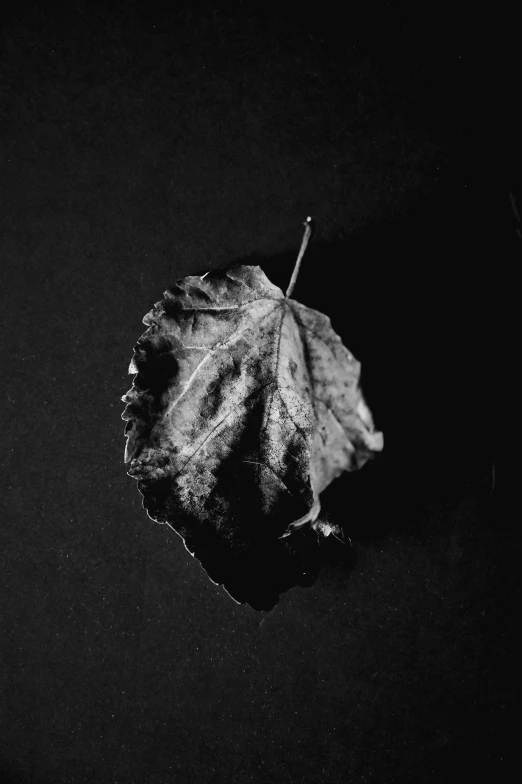 a black and white photo of a leaf, a black and white photo, unsplash, ignant, ✨🕌🌙, hyperrealistic fall, nobody living there