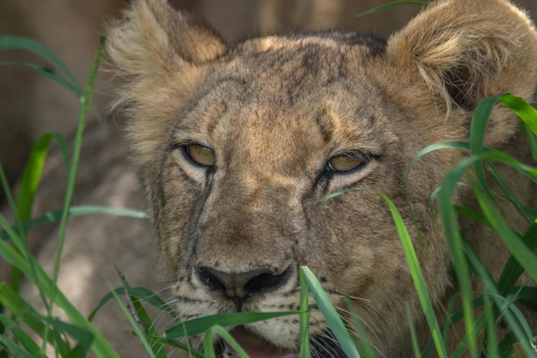 a close up of a lion in the grass, by Adam Marczyński, avatar image, young female, closeup at the food, up close image