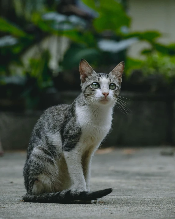 a gray and white cat sitting on the ground, unsplash, transgender, he has an elongated head shape, gif, attractive photo