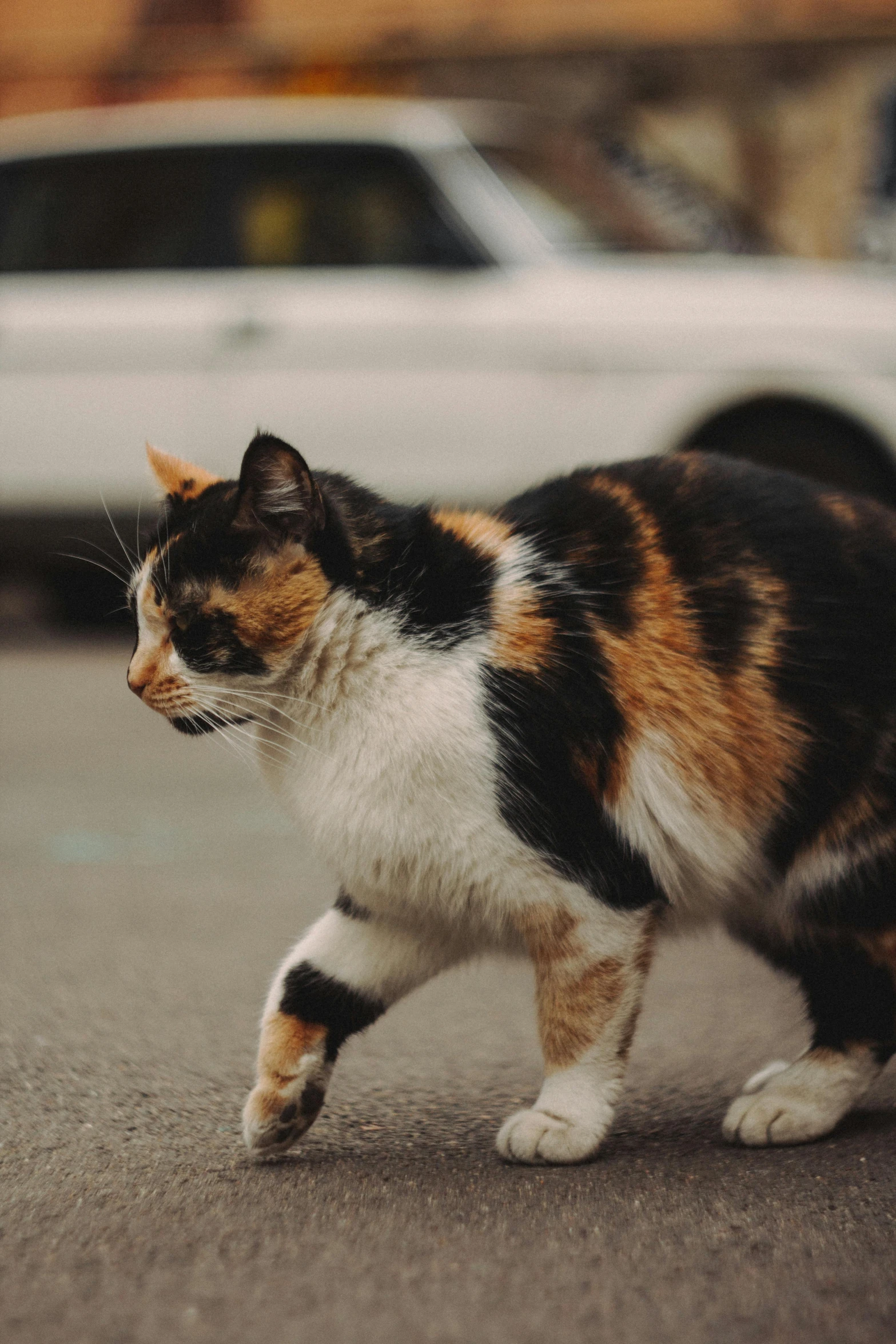 a cat walking across a street next to a car, unsplash, calico cat, a fat, young female, gif