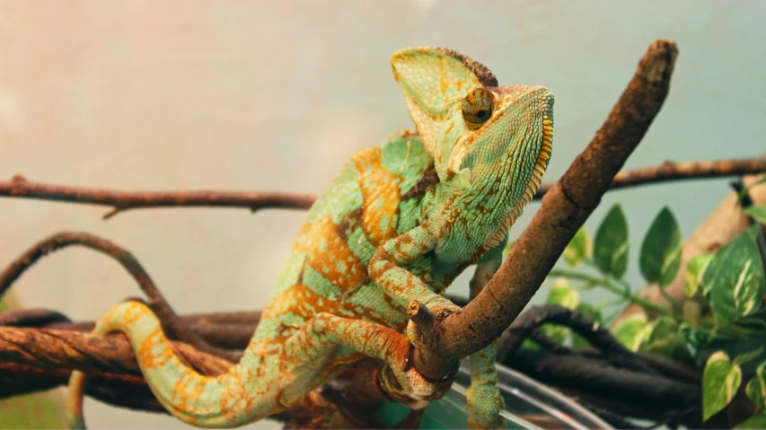 a green and yellow chamelon sitting on a branch, a colorized photo, trending on pexels, renaissance, mixed animal, an afghan male type, madagascar, chartreuse and orange and cyan