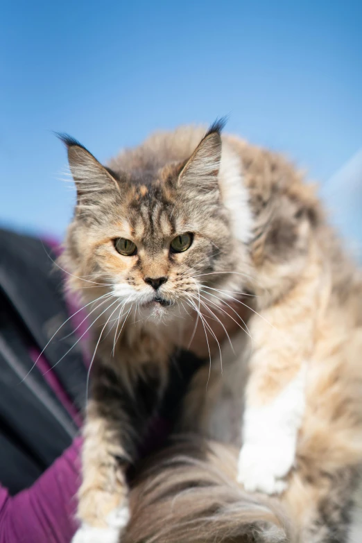 a cat sitting on top of a person's shoulder, by Terese Nielsen, trending on unsplash, serious looking mainecoon cat, sunny sky, vehicle, scowling