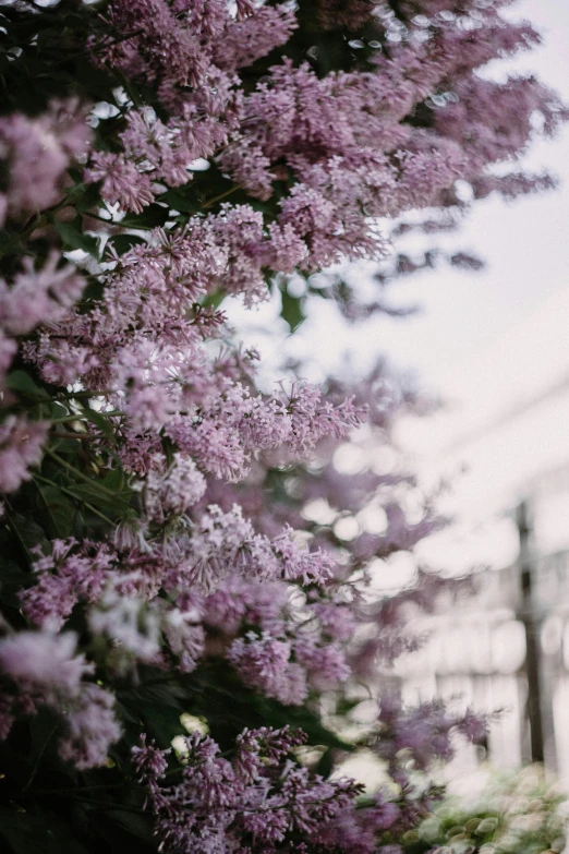 a fire hydrant sitting next to a tree filled with purple flowers, trending on unsplash, happening, faded pink, zoomed in shots, shot from roofline, lilacs