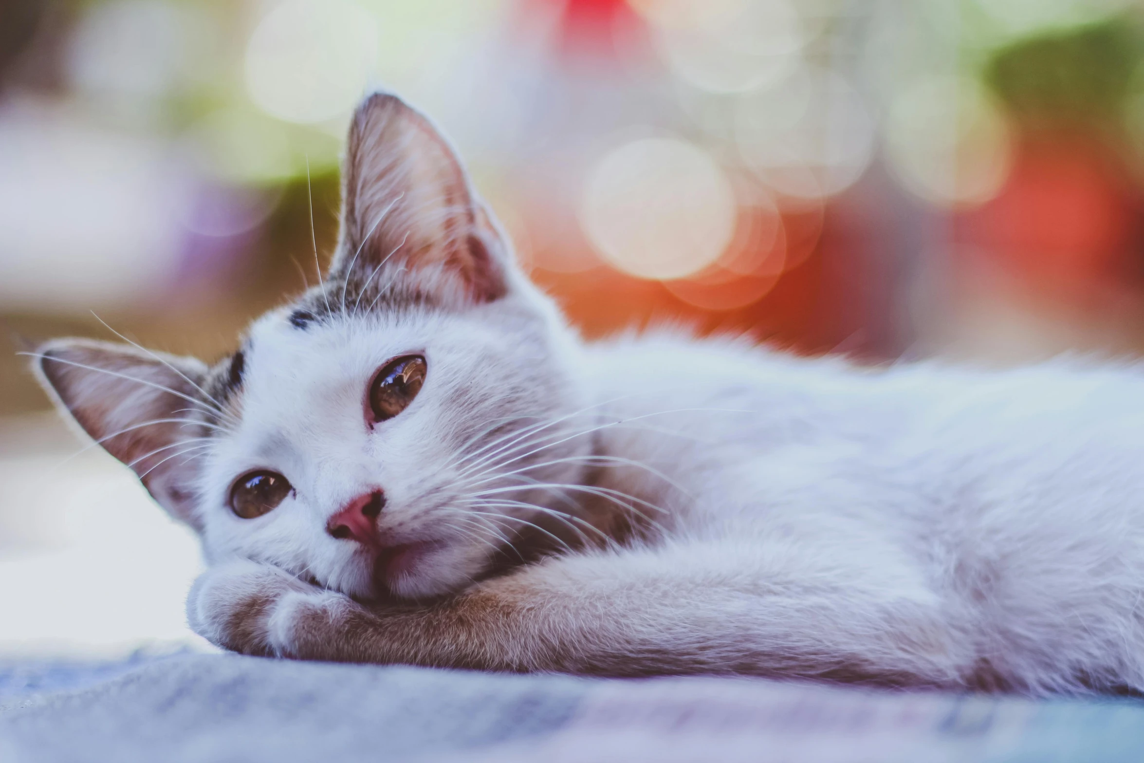 a white cat laying on top of a table, trending on pexels, lovely bokeh, with pointy ears, photorealistic image, multicoloured