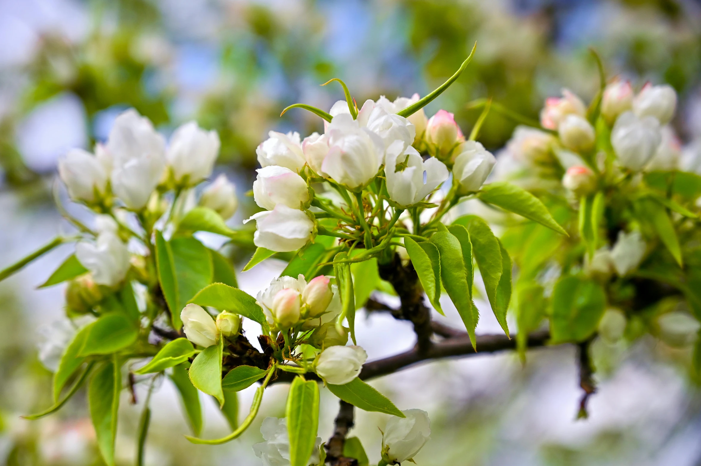 a close up of a tree with white flowers, by Gwen Barnard, unsplash, fan favorite, fruit and flowers, flowering buds, hd wallpaper