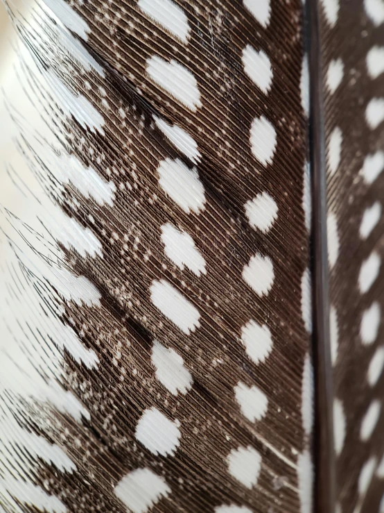 a close up of a bird's feathers feathers, by Felicity Charlton, hurufiyya, white with chocolate brown spots, detailed product shot, spotted, mid - shot
