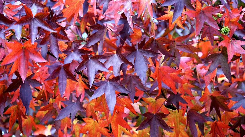 a close up of a bunch of leaves on a tree, a photo, by Nancy Spero, pixabay, purple and red colors, tawa trees, 1 6 x 1 6, autumn maples
