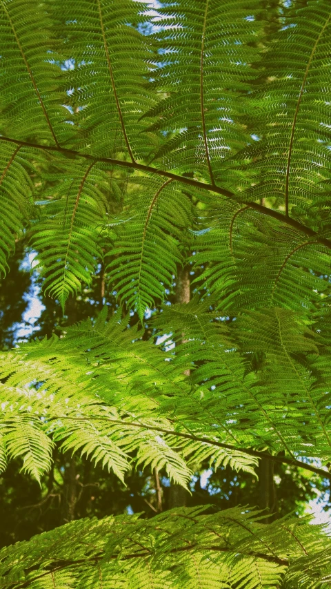 a bird sitting on top of a tree branch, an album cover, inspired by Elsa Bleda, pexels, hurufiyya, tree ferns, as seen from the canopy, a green, taken with kodak portra