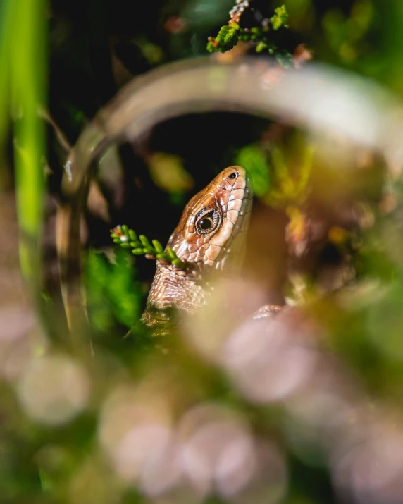 a lizard that is sitting in the grass, a macro photograph, by Adam Rex, pexels contest winner, male with halo, digital image, amongst foliage, multiple stories