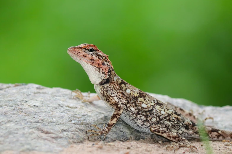 a lizard sitting on top of a rock, by Gwen Barnard, trending on pexels, renaissance, panels, frontal shot, multicoloured, a small