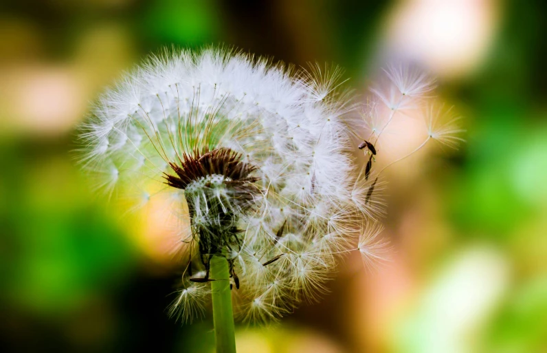 a close up of a dandelion with a blurry background, a macro photograph, by Mandy Jurgens, pexels contest winner, today\'s featured photograph 4k, 4k photography high quality, ancient fairy dust, “hyper realistic