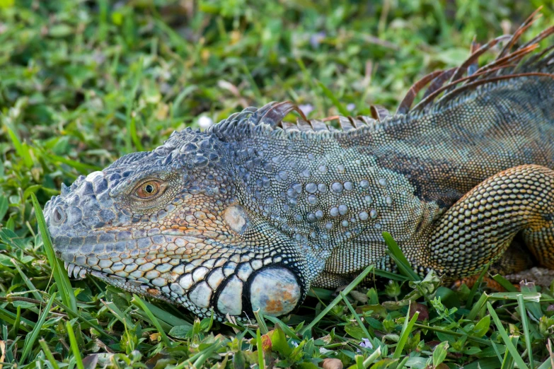 a close up of a lizard laying in the grass, by Carey Morris, pixabay contest winner, sumatraism, iguana, avatar image