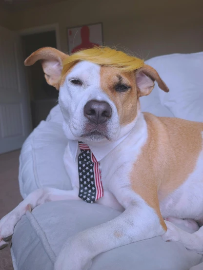 a brown and white dog wearing a tie and a hat, trending on reddit, photo of donald trump, bald head, official product photo, lgbtq