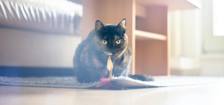 a cat is playing with a toy on the floor, a portrait, by Julia Pishtar, unsplash, natural candle lighting, flaming, on a desk, super high resolution